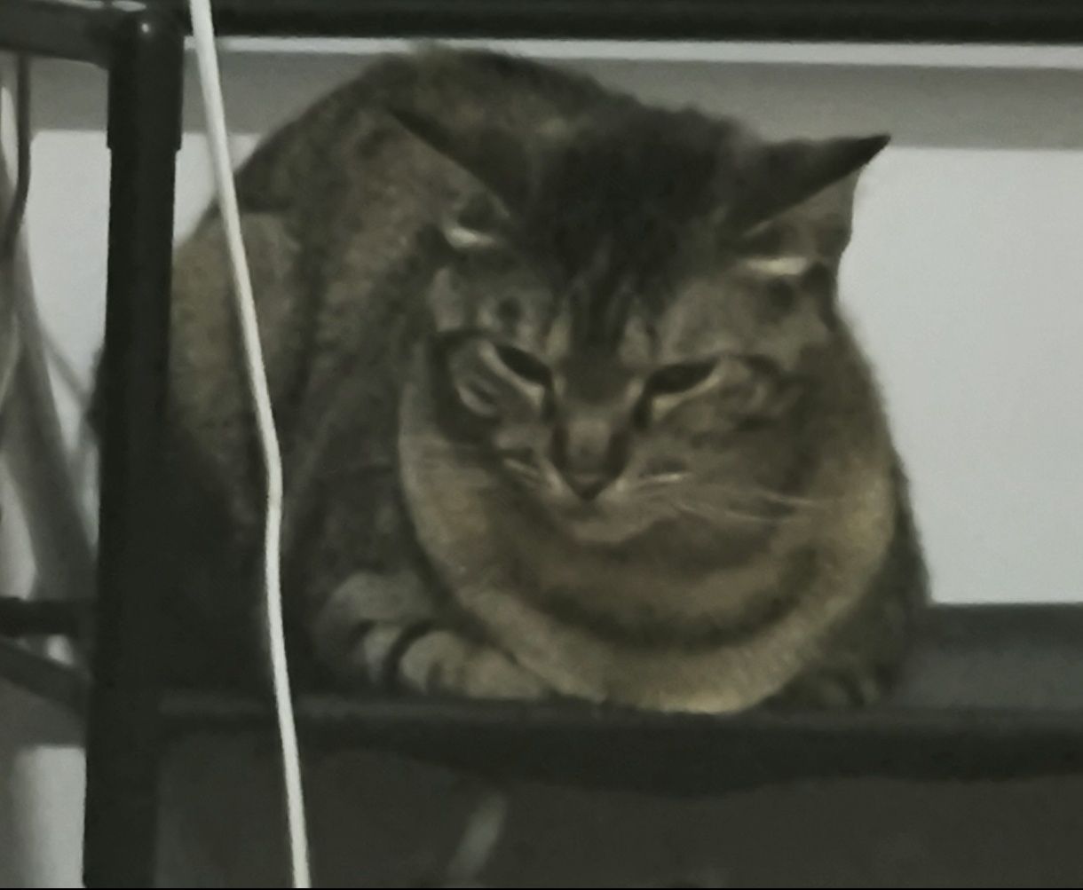 Dou gata de 2 anos docil