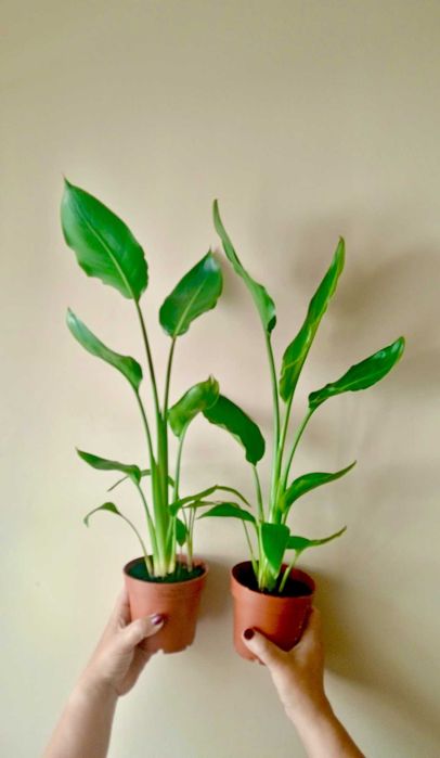 Strelicja Regina roślina żywa