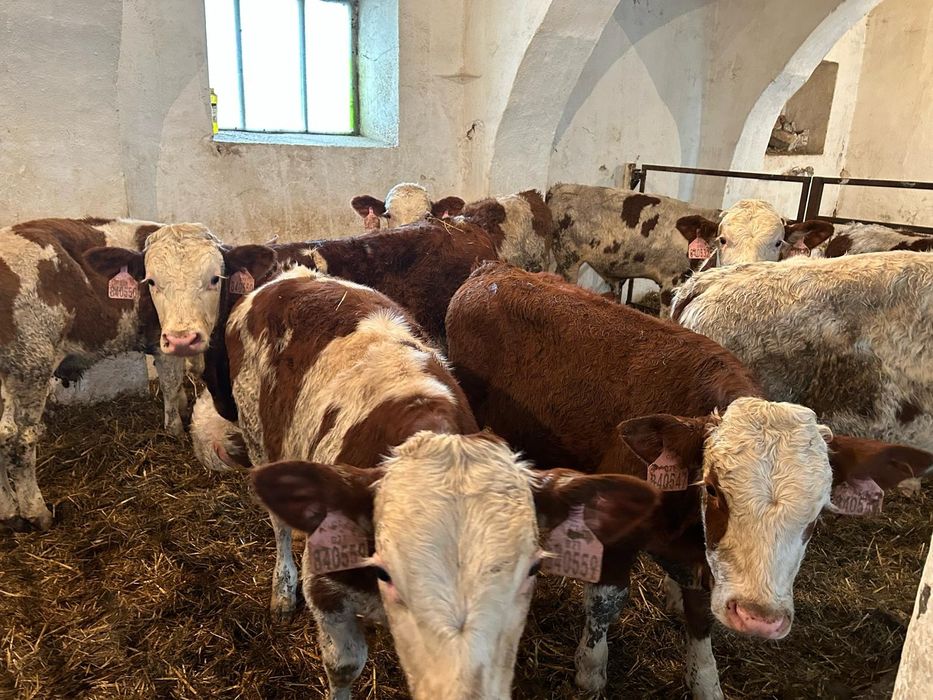 Simental Opasy Odsadki Mięsne 230kg Czeski Towar