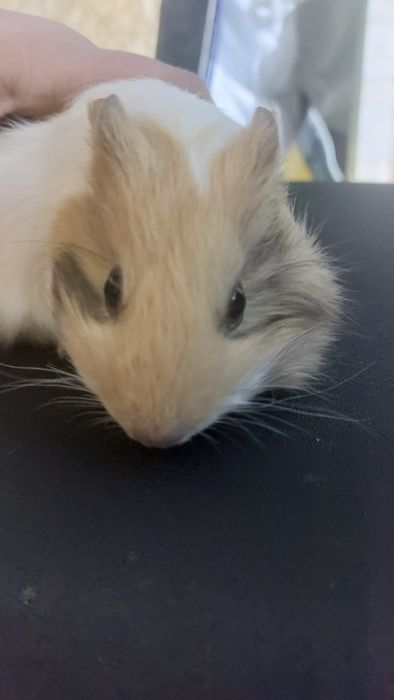 Морські свинки малята