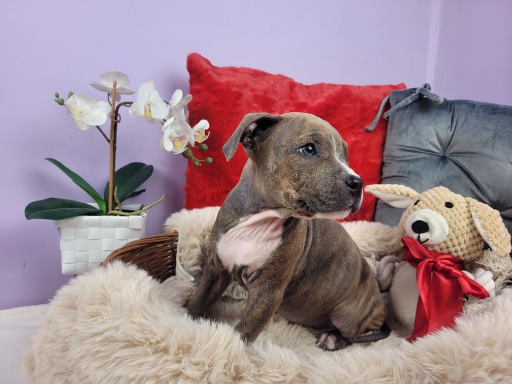 Rodzinna suczka amstaff!