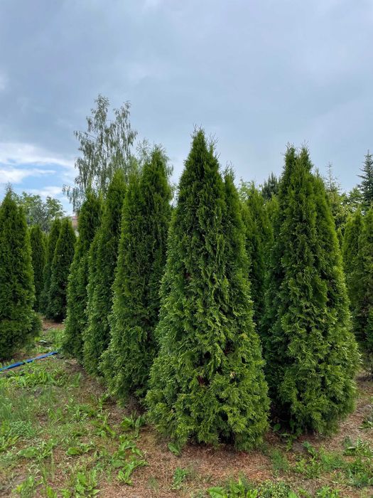 Tuja Szmaragd 250cm PRODUCENT‼️