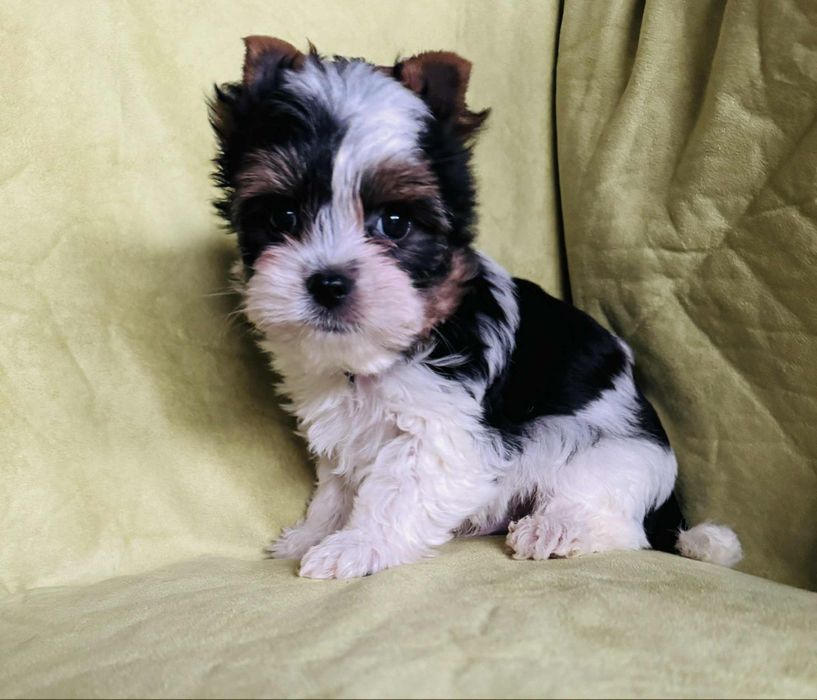 Piesek yorkshire terrier wyjątkowej urody