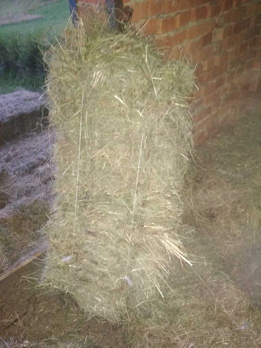 Сіно тюки городнє зелене домашнє 2025