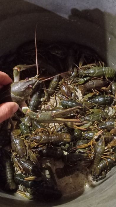 Продам живих раків
