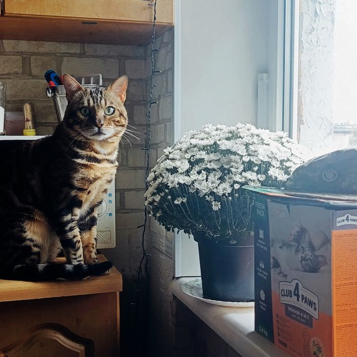 Бенгальський кіт шукає наречену