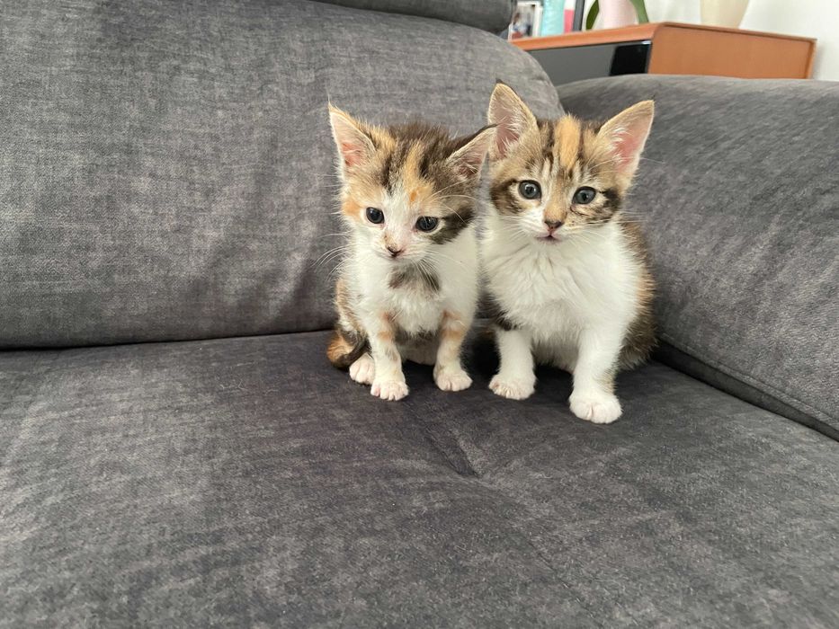 Gatos /gatas bebes para adoção