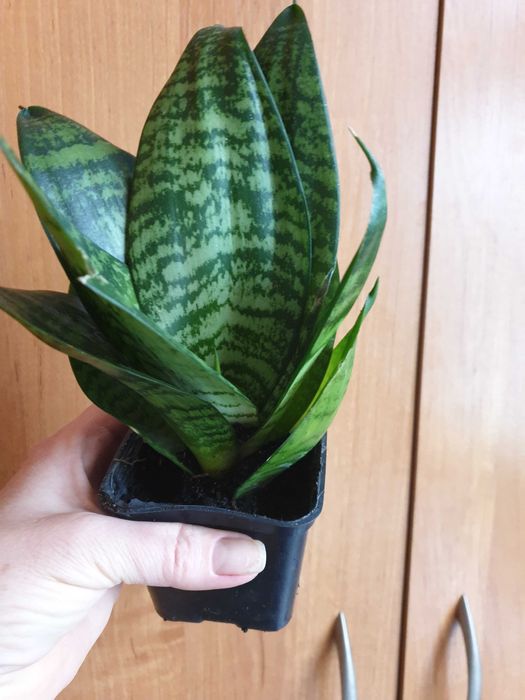 Roślina doniczkowa sansewieria niska