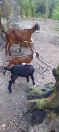 Cabras.vendo conjunto de cabra anglonubiana parda com um casal