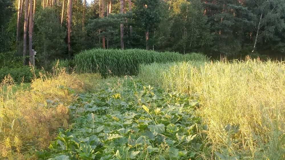 Miskant olbrzymi
