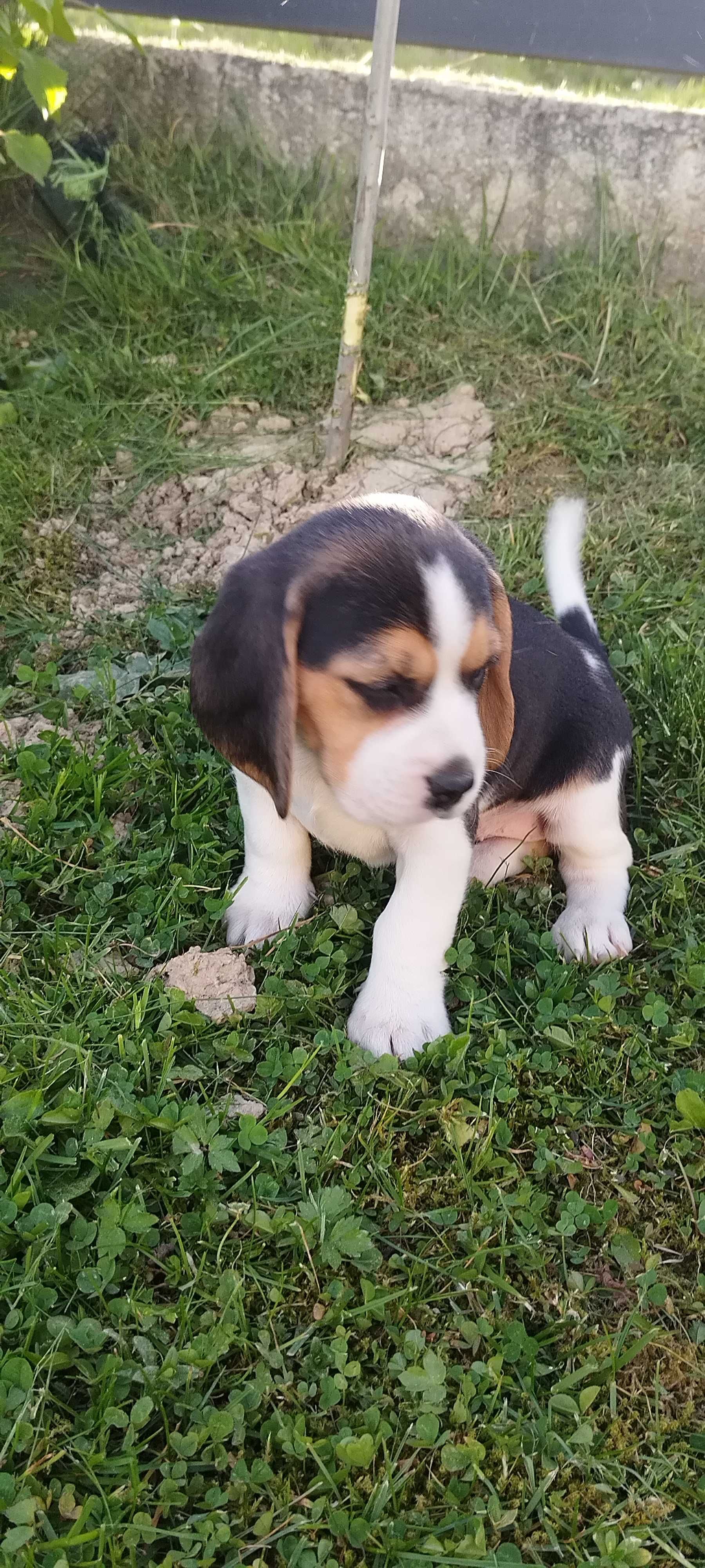 TriColor Beagle „Suczka'' Rodowód