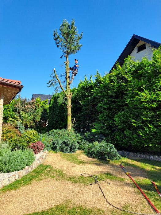 Wycinka drzew oraz karczowanie działek