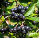 Świeża Aronia Tychy