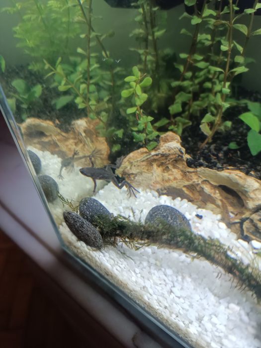 Peixe Rã ana africana 3-4cm para aquário