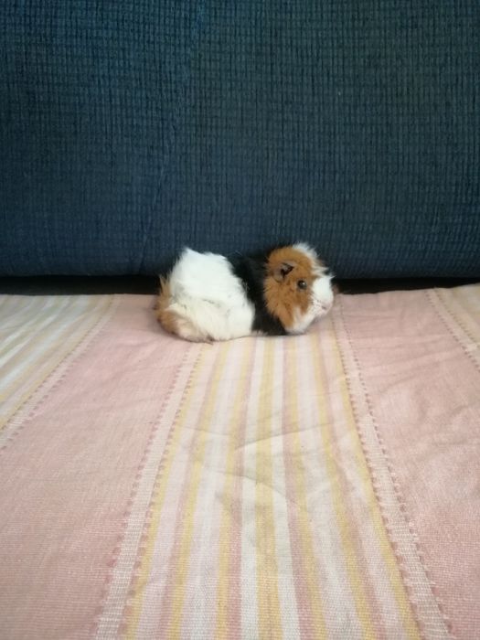 Świnka morska świnki morskie