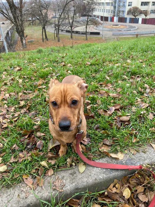 Рыжий такса бесплатно в добрые руки