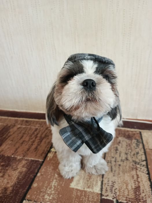 Одяг для собак до 10кг