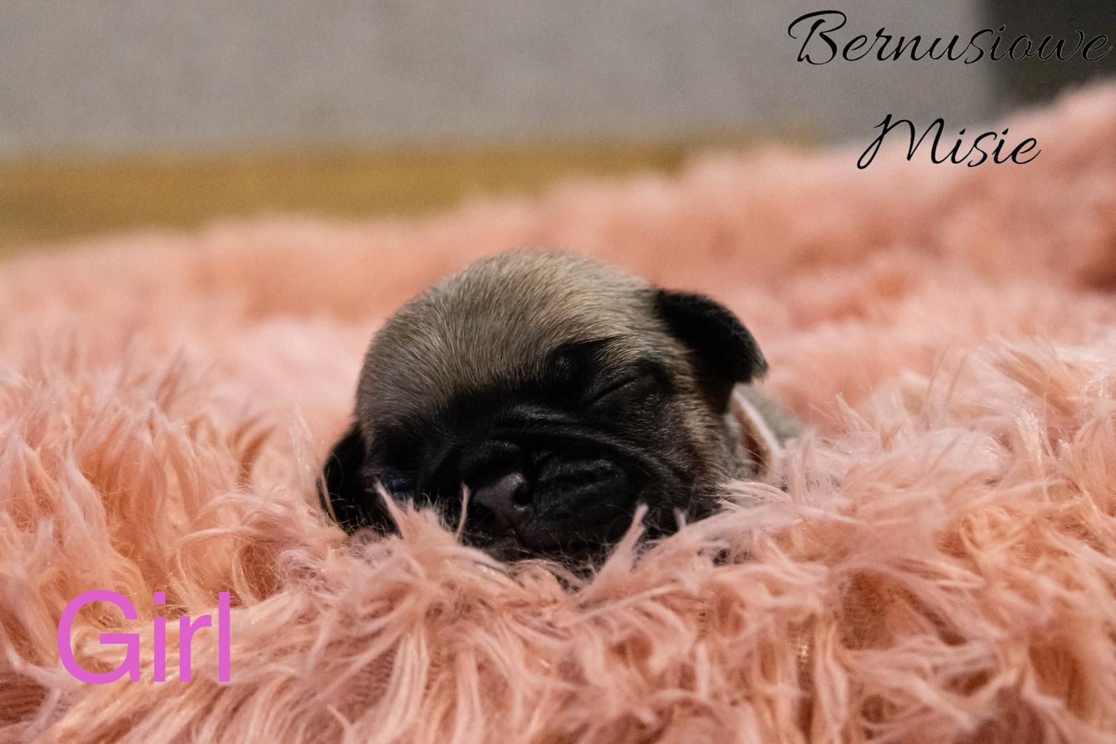 Mops -suczka beżowa
