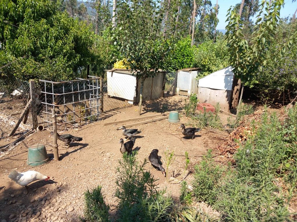 Vários patos mudos caseiros