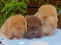 KIT Coelhos anões orelhudos, mini lop lindíssimos e super dóceis