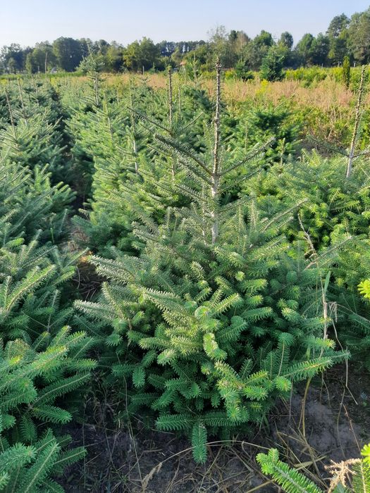 Jodła Kalifornijska, Koreańska, Fraseri,kałukaska wys.od 100cm -250cm,