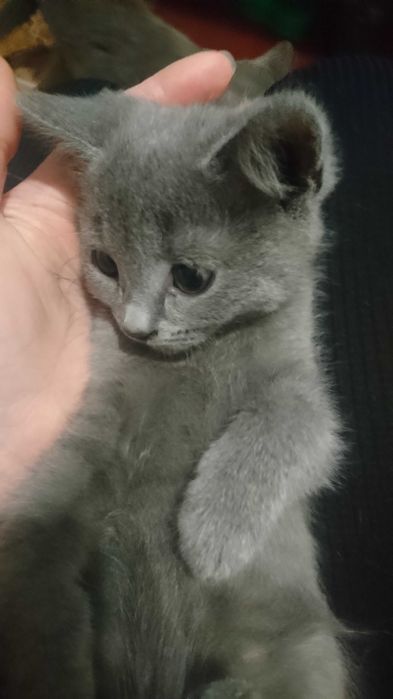 Віддам котят безкоштовно