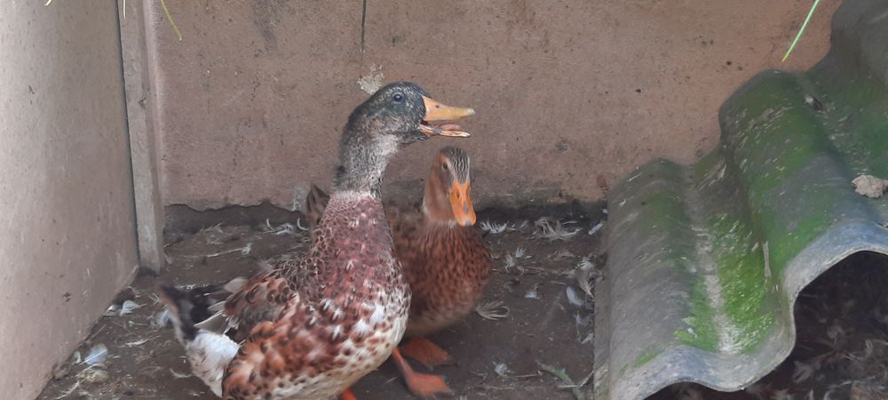 Aves capoeira Galos e patos