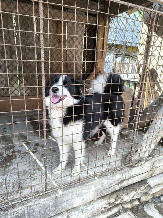 Продам молодого робочого кобеля  русько-європейської лайки