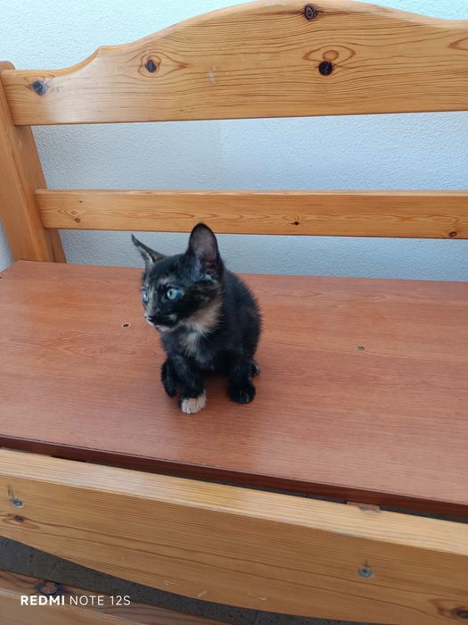 Gatinha para dar