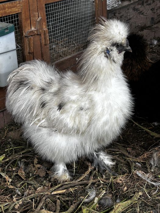 Kogut silka USA 2025 kogucik