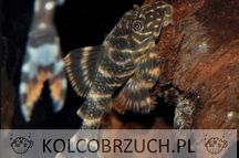 Glonojad L104 - L162 - LDA022 - Panaqolus maccus - ODŁÓW - WF - dowóz