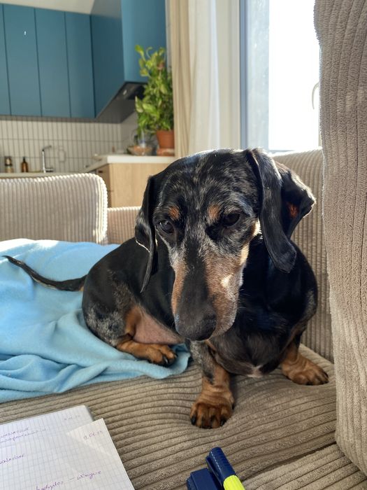 Jamniczka Mela do adopcji