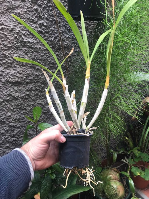 Orquidea Ansellia africana 'Ingwe'