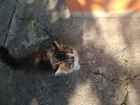 Бесплатно кошечка 2 месяца
