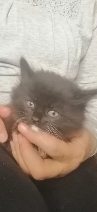 Віддамо в добрі руки цю чорненьку красуню.