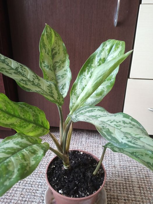 Аглаонема з великими листями