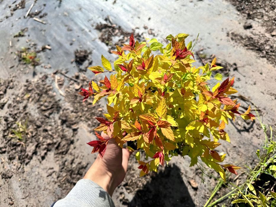 Tawuła japońska 'Magic Carpet' (Spiraea japonica) Doniczka 2.0L