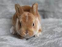 Pluszowy mini rex, karzełek rex, króliczek miniaturka, antyalergiczny