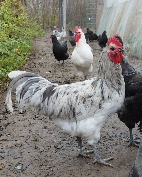 Pary lub 1+2 Australorp - bardzo dobre pochodzenie!