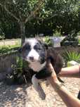 Border collie. Pronto para entrega. Vacinado e desparasitado