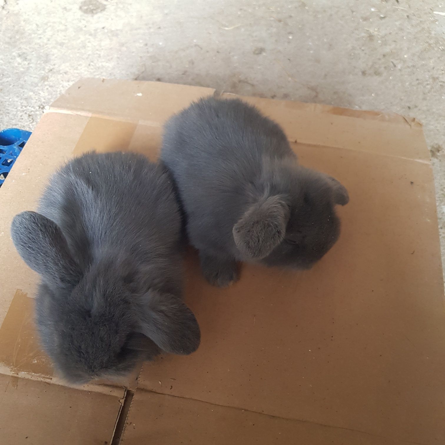 Kit coelhos anoes orelhudos puros e mini holandeses na minha criacao