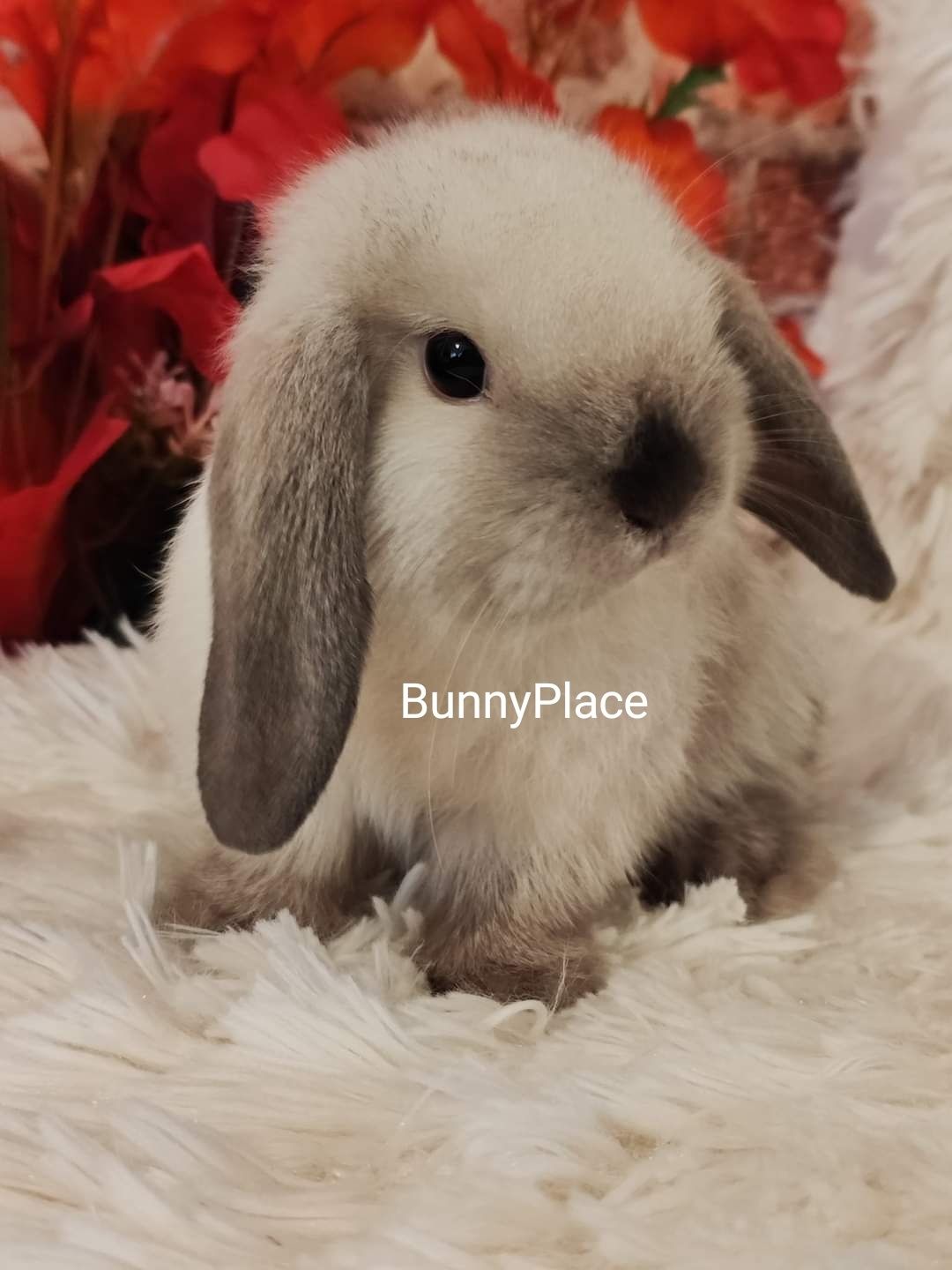 Mini Lopki- BunnyPlace