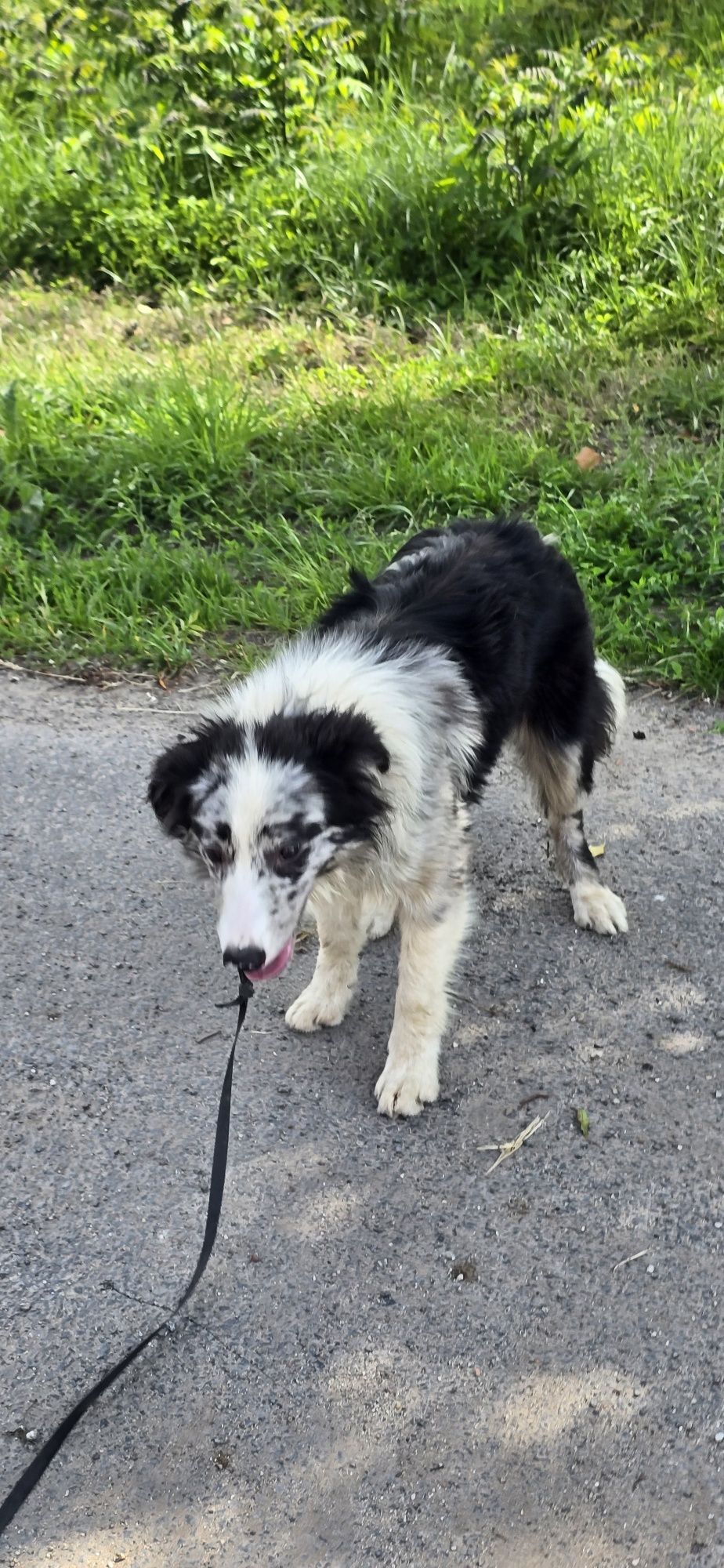Border Collie pis