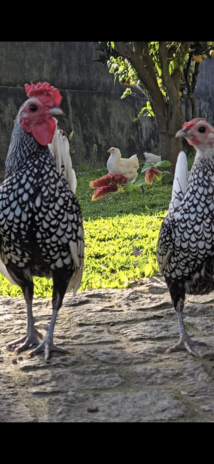 Trio Sebright Prata