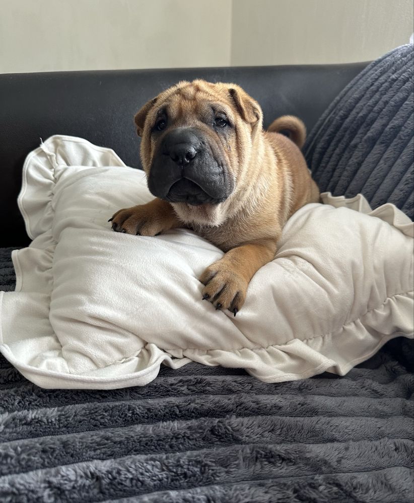 Shar Pei FCI wspaniale rokująca suczka
