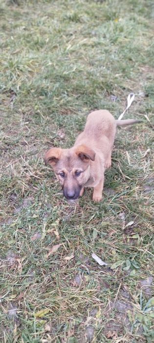 Віддам в добрі руки