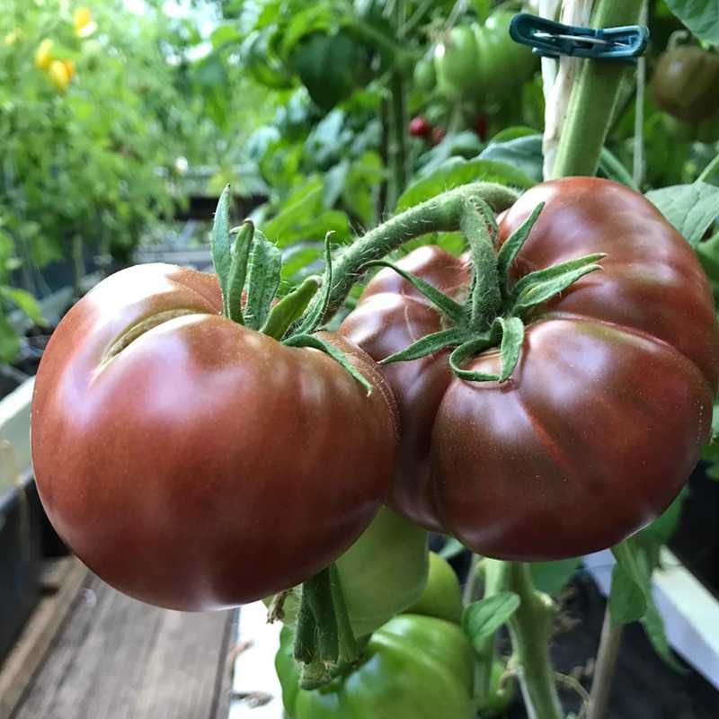 Pomidor malinowy Pomidory malinowe sadzonka sadzonki rozsada rozsady