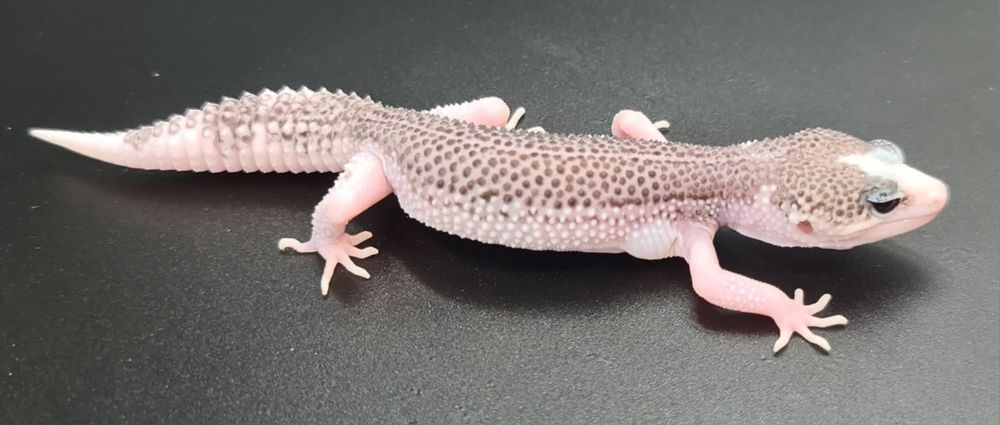 Gekon lamparcie Total Eclipse