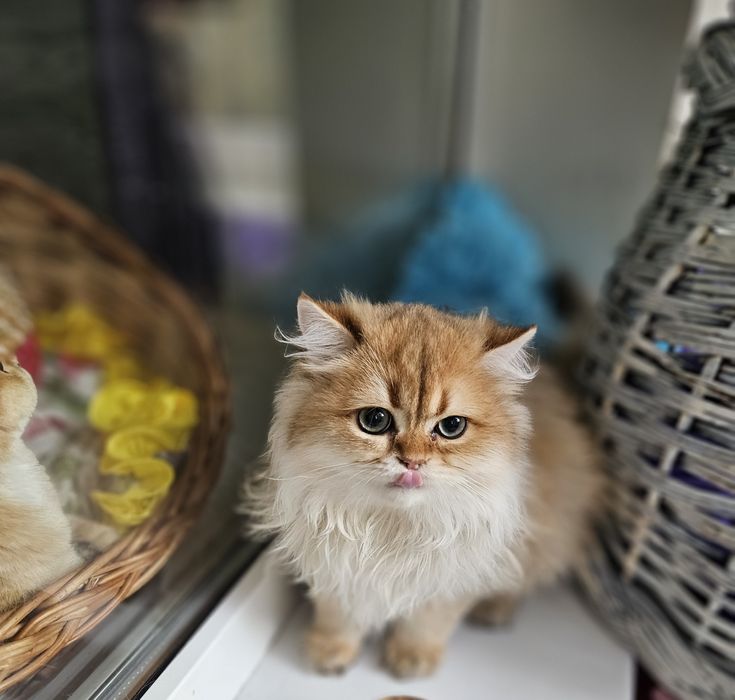 Золотая британская шиншилла кот котята котик хлопчик кіт довгошерстий