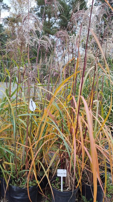 Trawy ozdobne , miskant chiński Memory w doniczkach 3 l.
